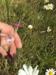 Dianthus deltoides