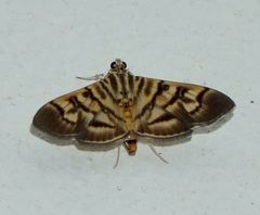 Arthromastix lauralis