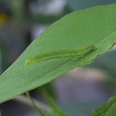 Appias libythea olferna