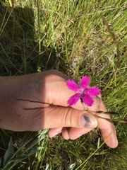 Dianthus deltoides