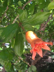 Punica granatum