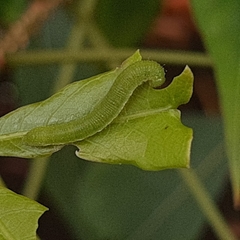 Appias libythea olferna