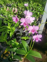 Orchidaceae