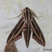 Large Striped Hawkmoth - Photo (c) Lauren Steyn, some rights reserved (CC BY-NC-ND), uploaded by Lauren Steyn