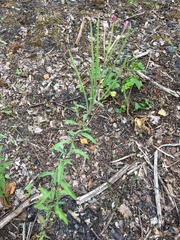 Epilobium lanceolatum