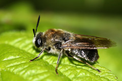 Stratiomys longicornis