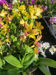 Orchidaceae