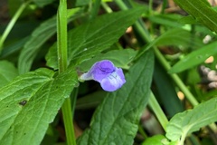 Scutellaria galericulata