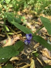 Scutellaria galericulata