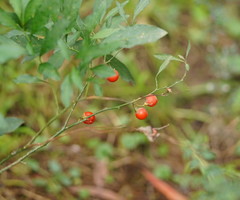 Solanum pseudocapsicum