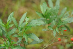 Solanum pseudocapsicum
