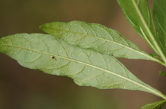Solanum pseudocapsicum