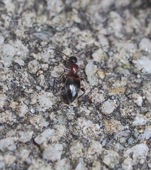 Anthelephila pedestris