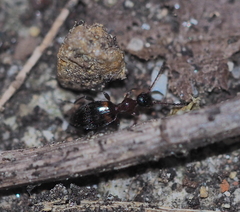 Anthelephila pedestris