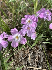 Phlox sibirica