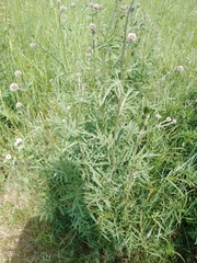 Centaurea scabiosa
