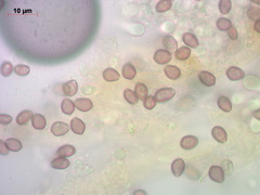 Deconica crobula