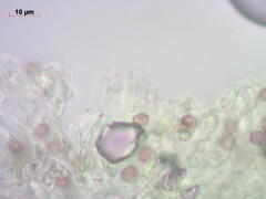 Deconica crobula