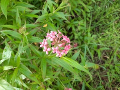Arachnothryx leucophylla