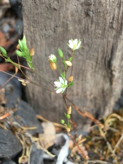 Sabulina tenuifolia