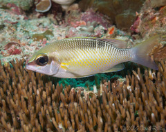 Scolopsis margaritifera