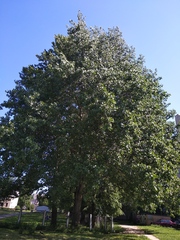 Populus