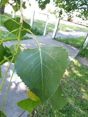 Populus