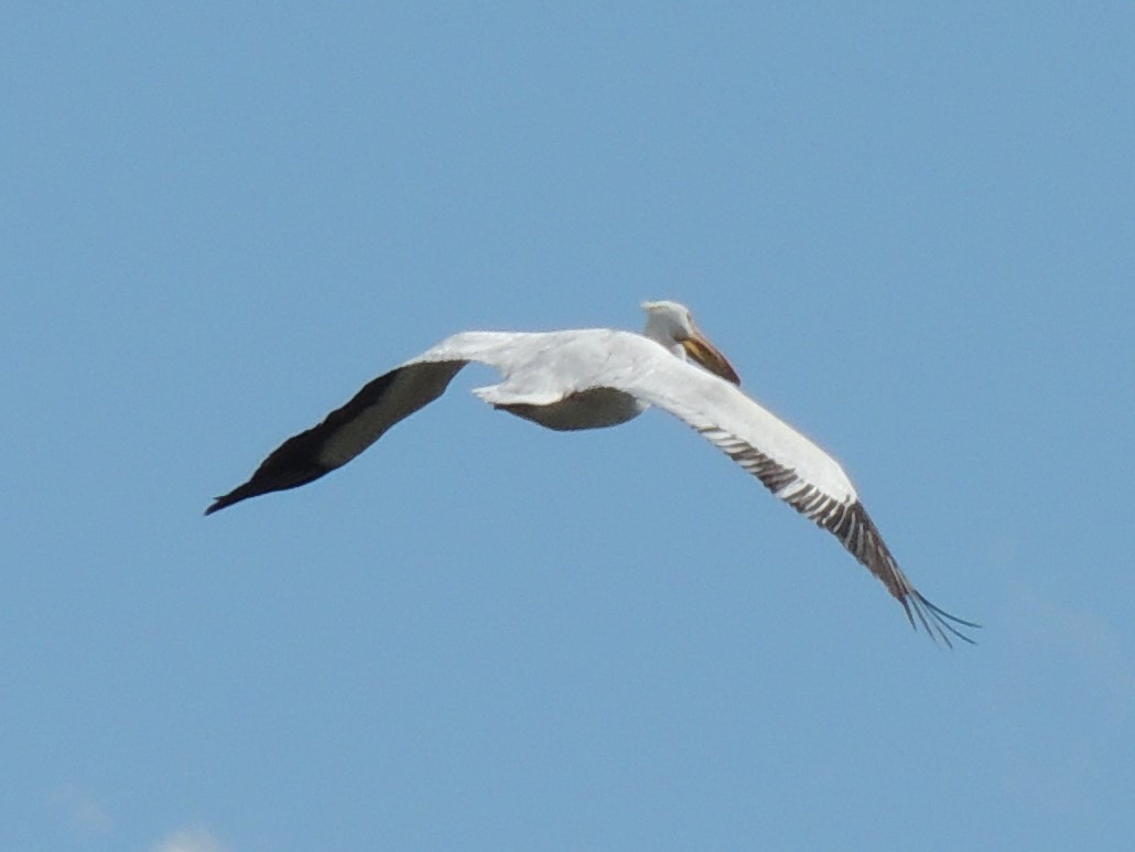 American White Pelican