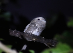 Batrachostomus moniliger