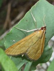 Mecyna flavalis
