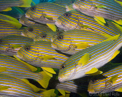 Plectorhinchus polytaenia