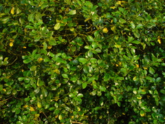 Ilex × altaclerensis