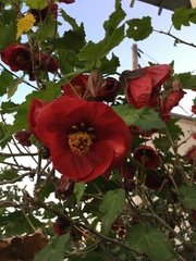 Abutilon × hybridum