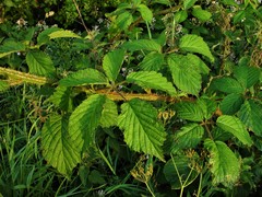 Rubus hylocharis