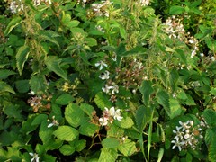 Rubus hylocharis
