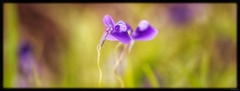 Utricularia reticulata