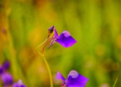 Utricularia reticulata