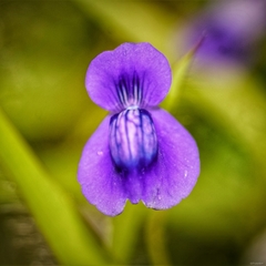 Utricularia reticulata