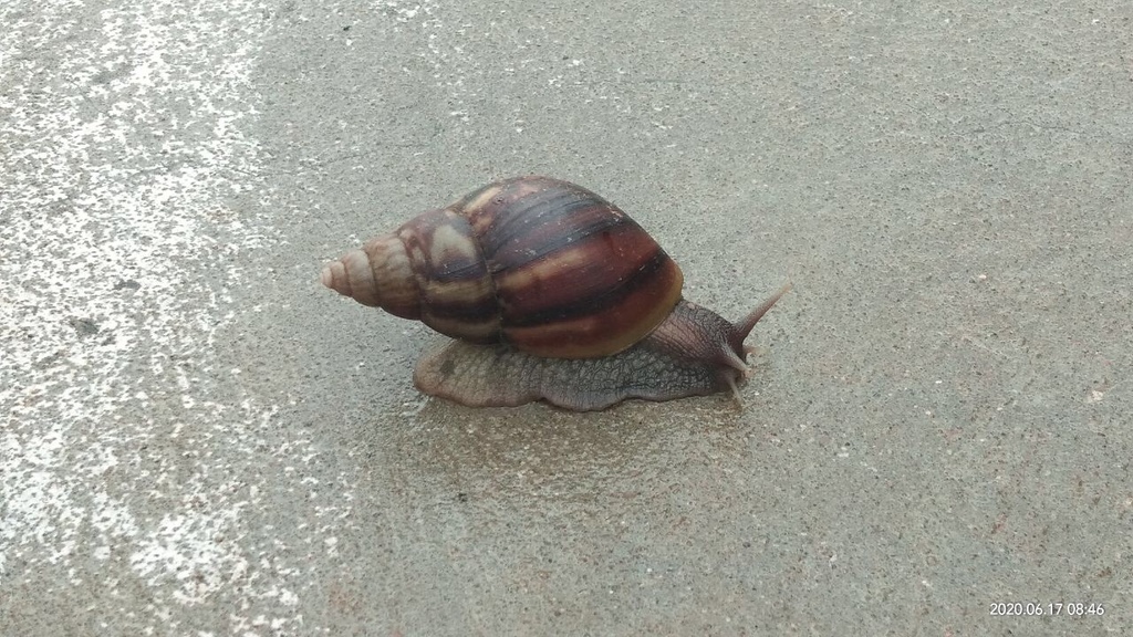 Giant African Snail