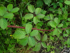 Rubus newbouldii