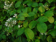 Rubus newbouldii