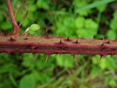 Rubus newbouldii