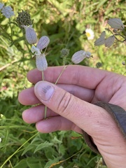 Silene vulgaris