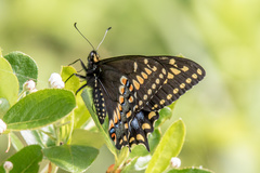 Papilio brevicauda