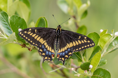 Papilio brevicauda