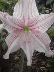 Hippeastrum reticulatum striatifolium