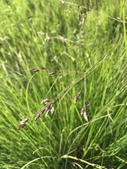Poa subfastigiata