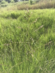 Poa subfastigiata
