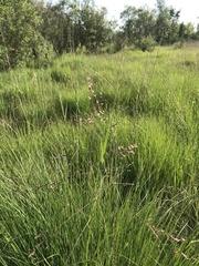 Poa subfastigiata