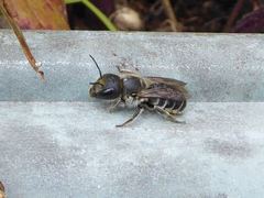 Osmia caerulescens